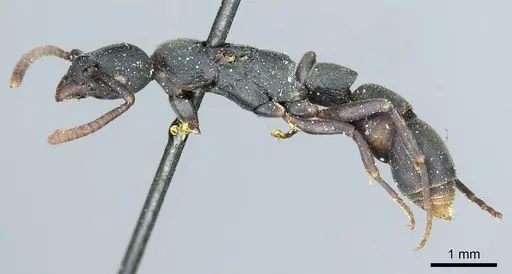 Platythyrea parallela - CASENT0915904