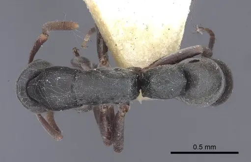 Platythyrea parallela - CASENT0916798