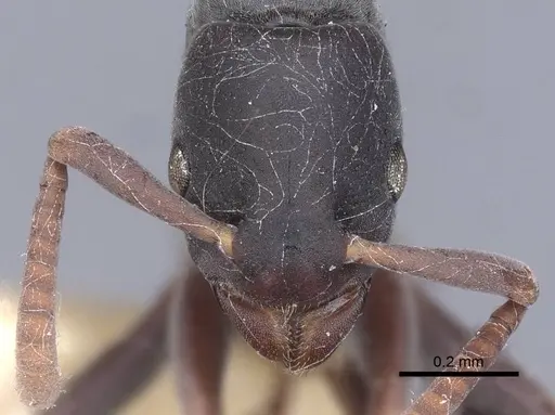 Platythyrea parallela - CASENT0916798