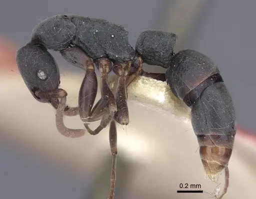 Platythyrea parallela - CASENT0916798