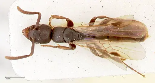 Platythyrea parallela - FOCOL0847