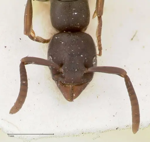 Platythyrea parallela - FOCOL0847