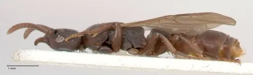 Platythyrea parallela - FOCOL0847