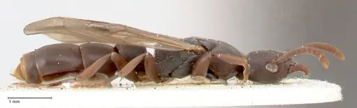 Platythyrea parallela - FOCOL0847