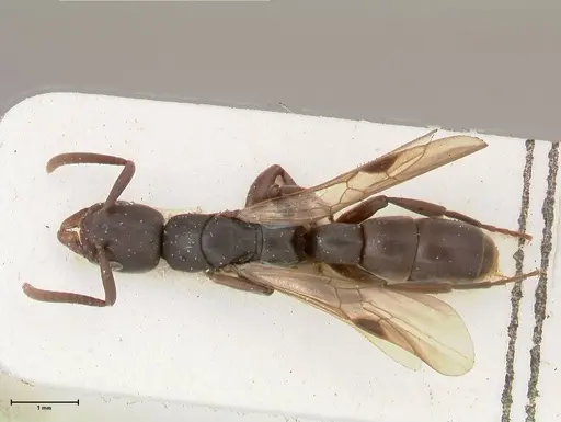 Platythyrea parallela - FOCOL0848