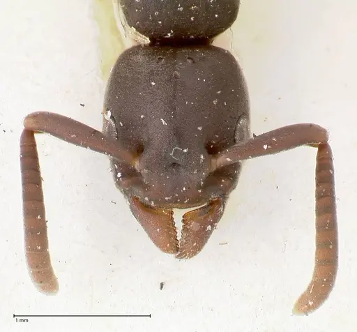 Platythyrea parallela - FOCOL0848