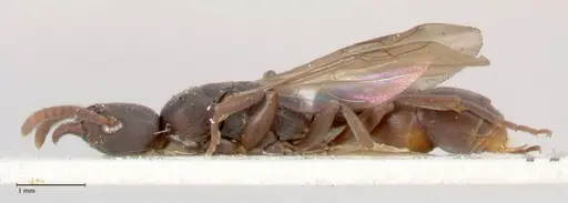 Platythyrea parallela - FOCOL0848