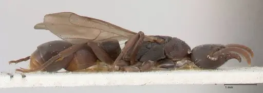 Platythyrea parallela - FOCOL0848