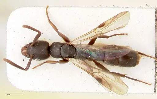 Platythyrea parallela - FOCOL0849