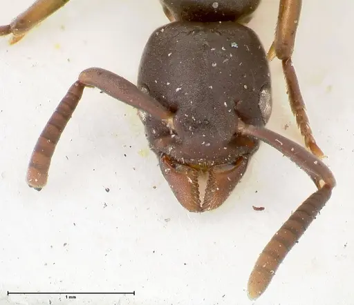 Platythyrea parallela - FOCOL0849