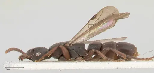 Platythyrea parallela - FOCOL0849