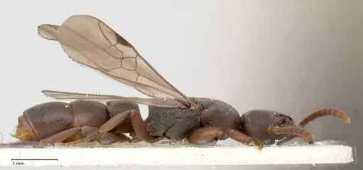 Platythyrea parallela - FOCOL0849