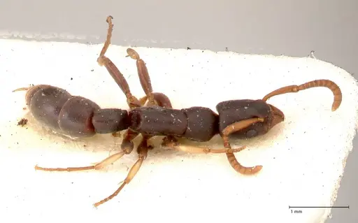 Platythyrea parallela - FOCOL0850