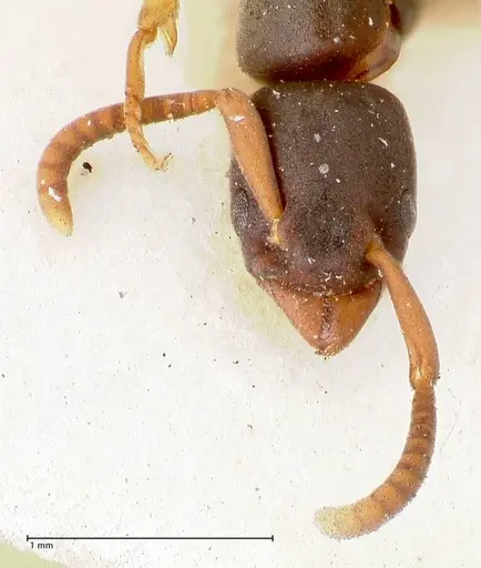 Platythyrea parallela - FOCOL0850