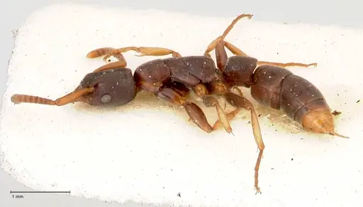 Platythyrea parallela - FOCOL0850