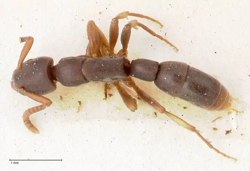 Platythyrea parallela - FOCOL0851