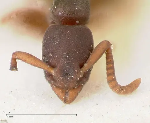 Platythyrea parallela - FOCOL0851