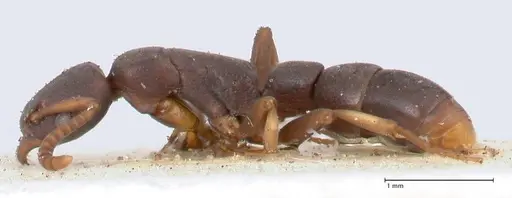 Platythyrea parallela - FOCOL0851