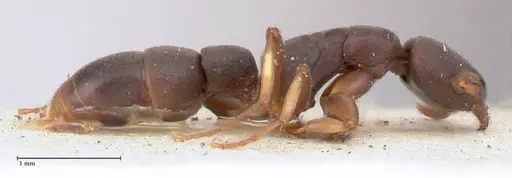 Platythyrea parallela - FOCOL0851