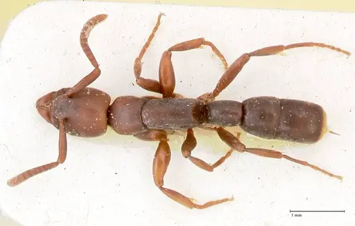 Platythyrea parallela - FOCOL0852