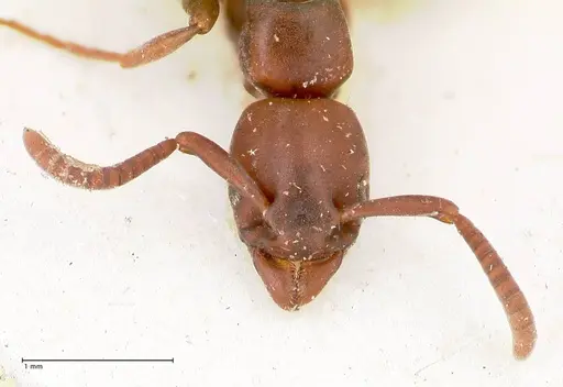 Platythyrea parallela - FOCOL0852