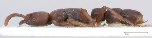 Platythyrea parallela - FOCOL0852