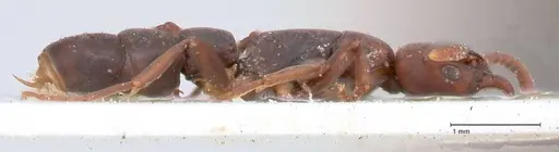 Platythyrea parallela - FOCOL0852