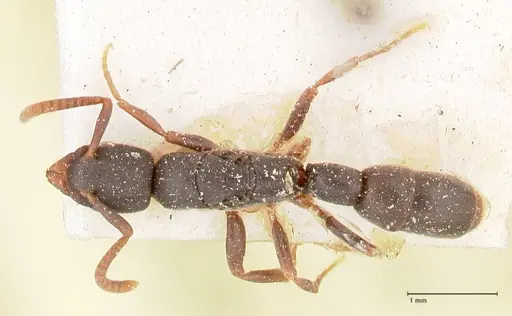 Platythyrea parallela - FOCOL0853