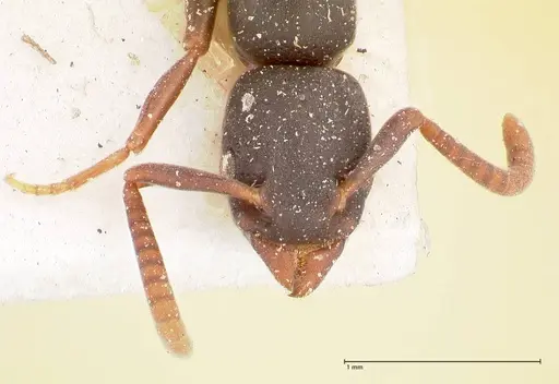 Platythyrea parallela - FOCOL0853