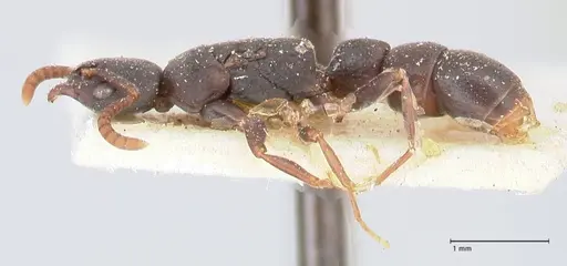 Platythyrea parallela - FOCOL0853