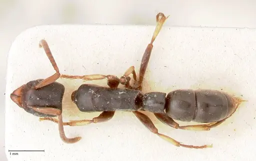 Platythyrea parallela - FOCOL0854