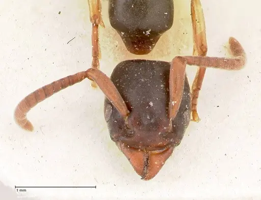 Platythyrea parallela - FOCOL0854