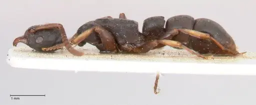 Platythyrea parallela - FOCOL0854