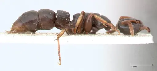 Platythyrea parallela - FOCOL0854