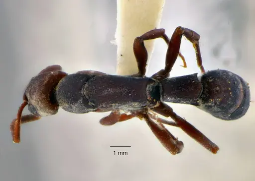 Platythyrea pilosula specimen