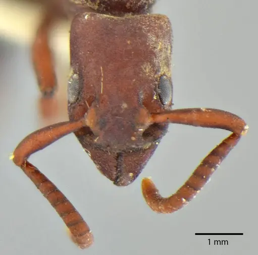 Platythyrea pilosula specimen
