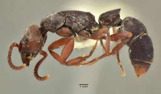 Platythyrea pilosula specimen