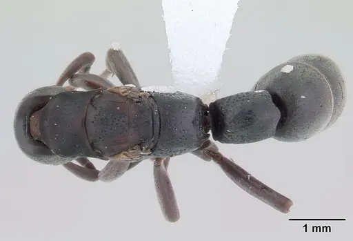 Platythyrea pilosula - CASENT0178860