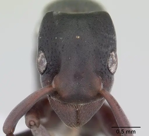 Platythyrea pilosula - CASENT0178860