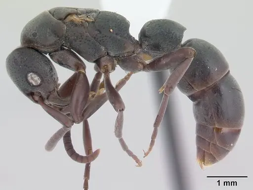 Platythyrea pilosula - CASENT0178860