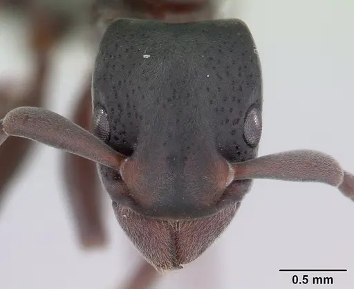 Platythyrea pilosula - CASENT0178861