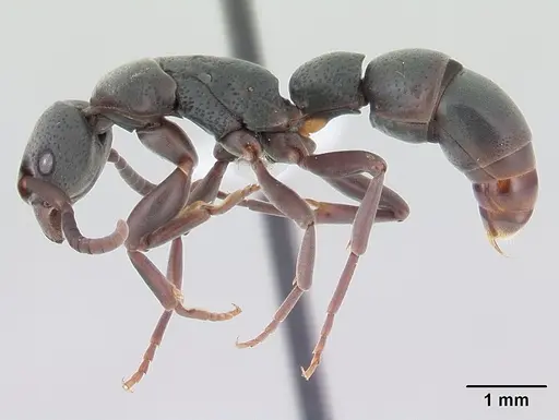 Platythyrea pilosula - CASENT0178861