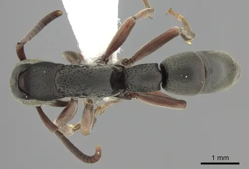 Platythyrea pilosula - CASENT0260481