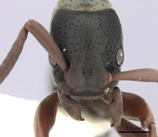 Platythyrea pilosula - CASENT0260481