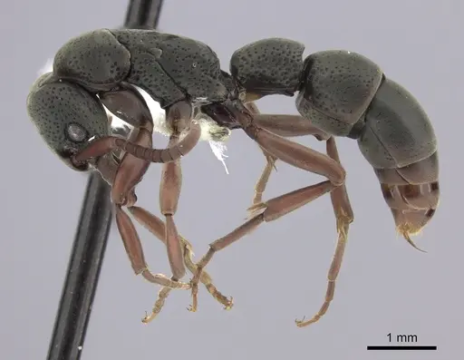 Platythyrea pilosula - CASENT0260481