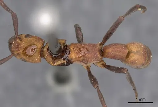 Platythyrea pilosula - CASENT0900575