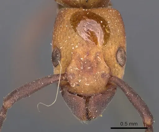 Platythyrea pilosula - CASENT0900575