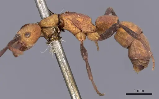 Platythyrea pilosula - CASENT0900575