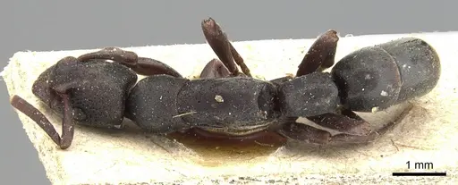 Platythyrea pilosula - CASENT0903803