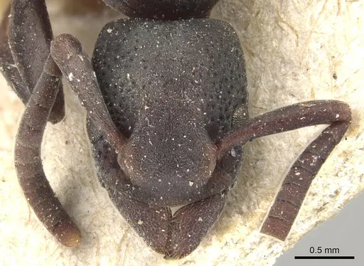 Platythyrea pilosula - CASENT0903803